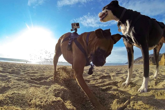 Pet tech gadgets